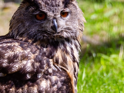 Eurasian eagle-owl - De Zonnegloed - Animal park - Animal refuge centre 